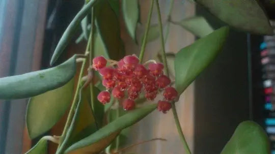 Hoya Bilobata Plant - 6" Easy Care Tropical House & Outdoor Plant - Hoya bilobata - Fragrant Flowers, Heart-Shaped Leaves