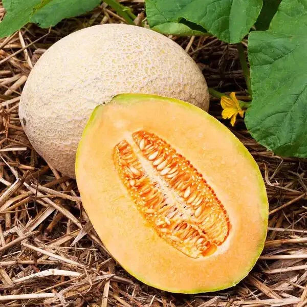 Hales Best Jumbo Cantaloupe Seeds | 1050 Non-GMO Heirloom Seeds | Cucumis melo | Sweet Melons for Home Garden