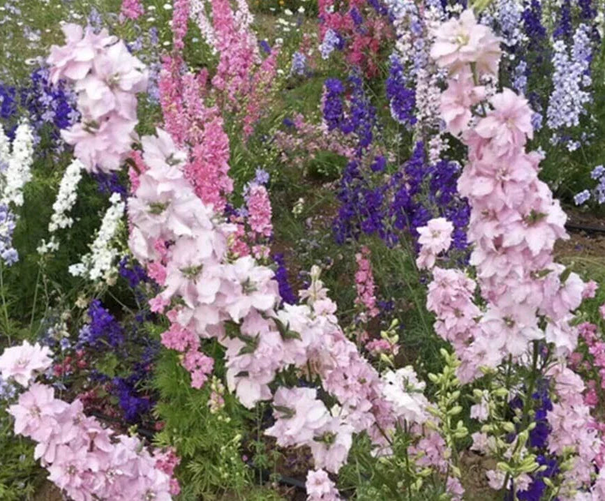 Larkspur Seeds Packet - Imperial Giant Mix - Colorful Annual Flowers - Delphinium ajacis - Non-GMO Garden Seed
