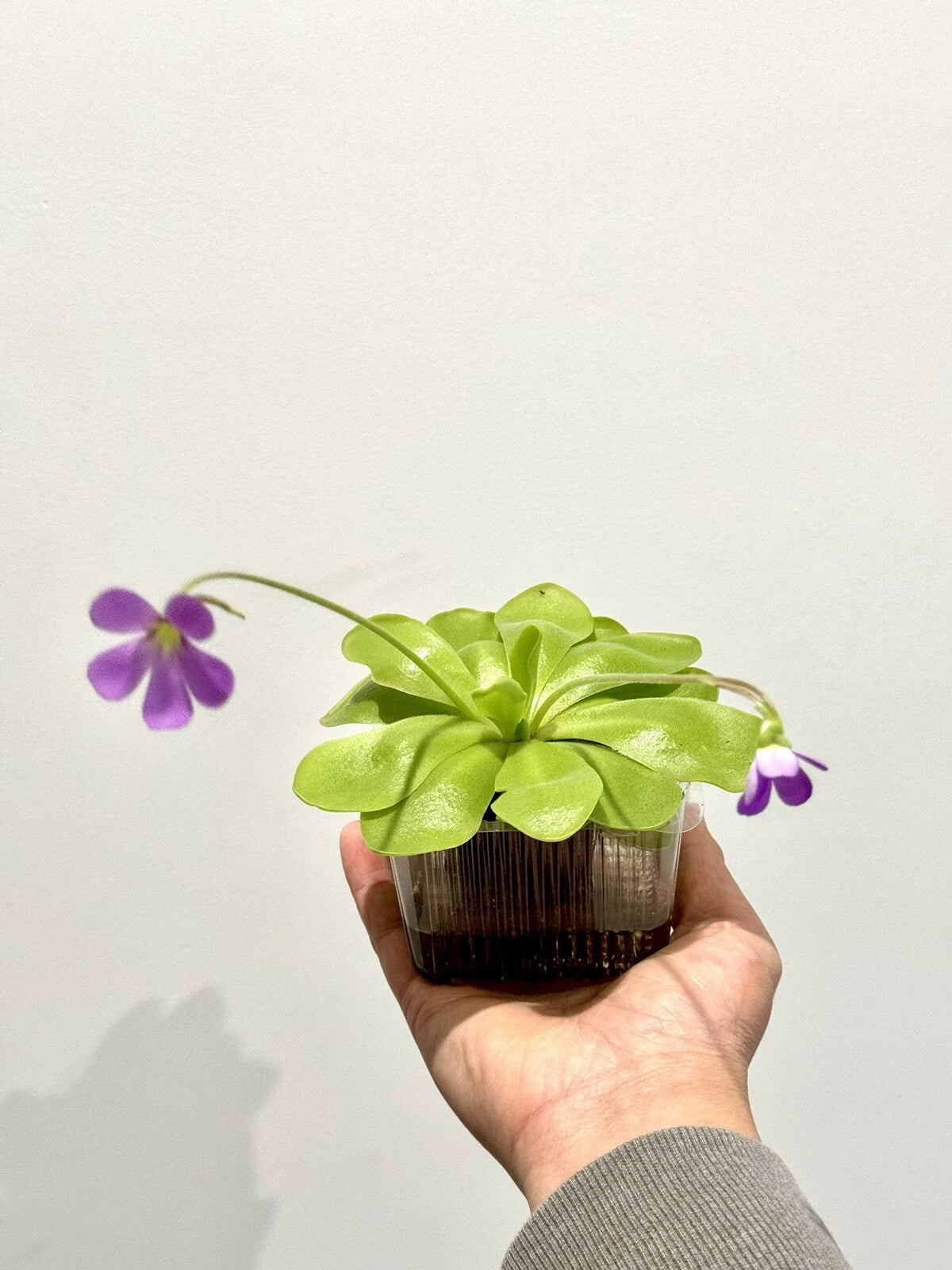 Carnivorous Butterwort Plant - Live Pinguicula spp. - Easy to Grow Pest Control - Low Maintenance Indoor/Outdoor Plant