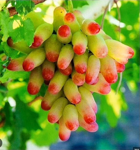Manicure Fingers Grapes Cuttings - 3 Fresh Rooting Cuttings - Vitis vinifera - Unique Flavorful Variety for Home Gardens