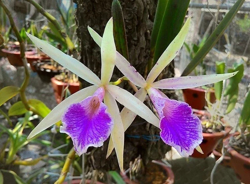 Brassocattleya Nok Noi Nodosa Orchid Plant, 4” Blooming Fragrant White & Purple Orchid, Orchidaceae, Beautiful Houseplant