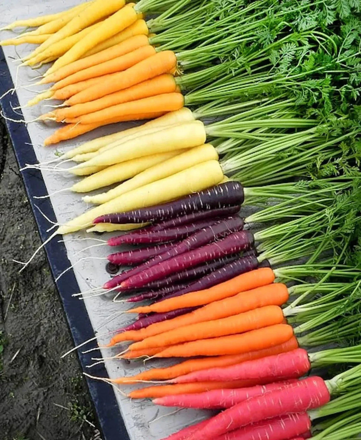 Rainbow Carrot Mix Seeds 1000+ Non-GMO Heirloom Organic Culinary Vegetables Daucus carota