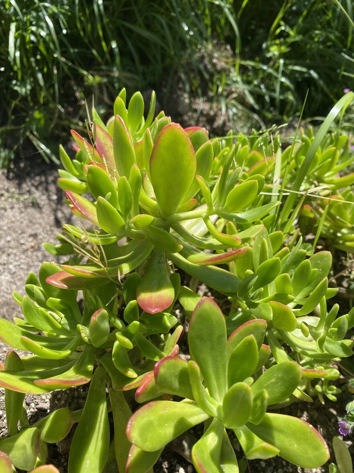 Lot of 3 Fresh Cuttings Succulent Plants - Sedum Dendroideum - Green - Easy Care Indoor/Outdoor Gardening