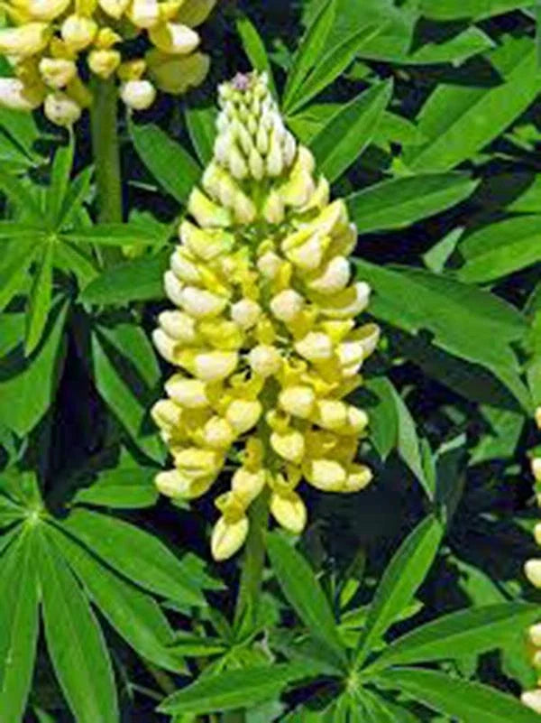 Lupine Seeds Pack - 20+ Golden Yellow Flowers, Lupinus polyphyllus - Attracts Pollinators, Easy to Grow, Non-GMO