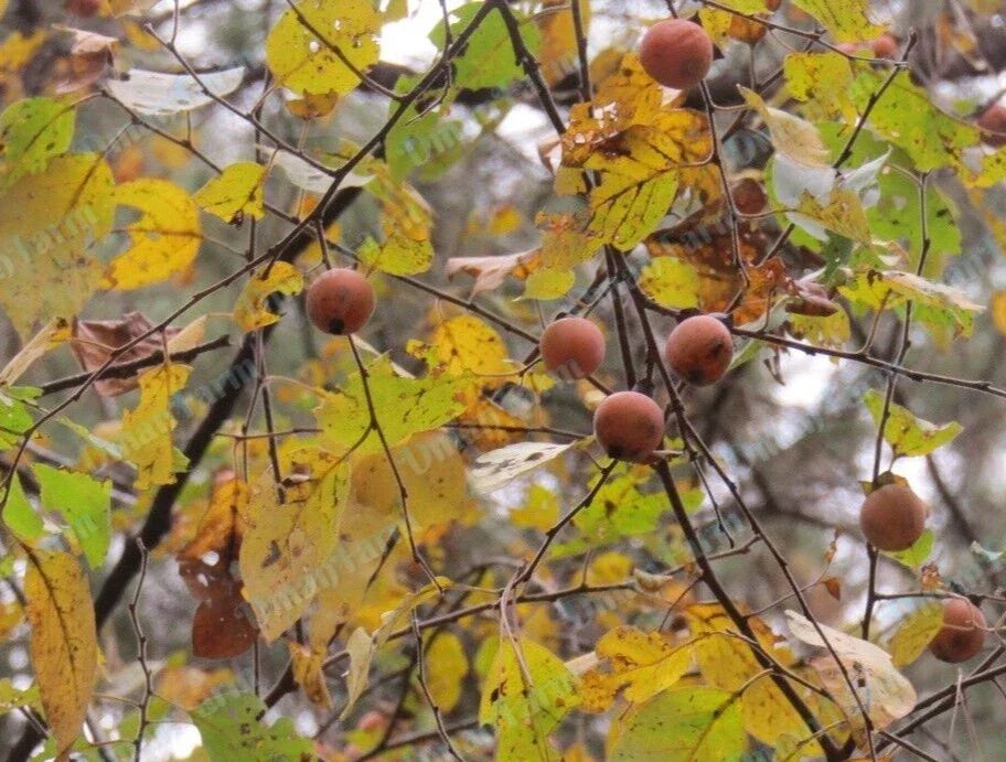 Persimmon Tree Seedlings 24" Bareroot Diospyros virginiana - Fast Growing American Native Plants for Garden