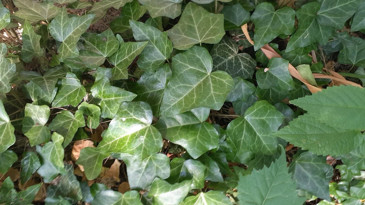 English Ivy Cuttings 10" Strips 50 Count Hedera helix for Gardening Landscaping Indoor Outdoor Plants