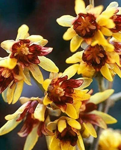 Wintersweet Seeds 10 Pack - Fragrant Chimonanthus praecox Flowering Plant Seeds for Winter Gardens