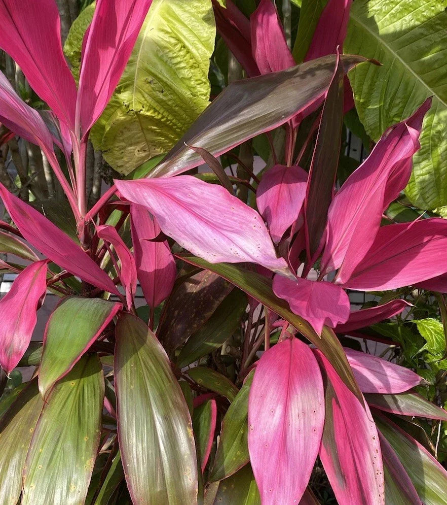 Hawaiian Ti Plant Cuttings, 8 Pieces 5-7 Inches, No Soil, Cordyline fruticosa for Propagation and Indoor Decor