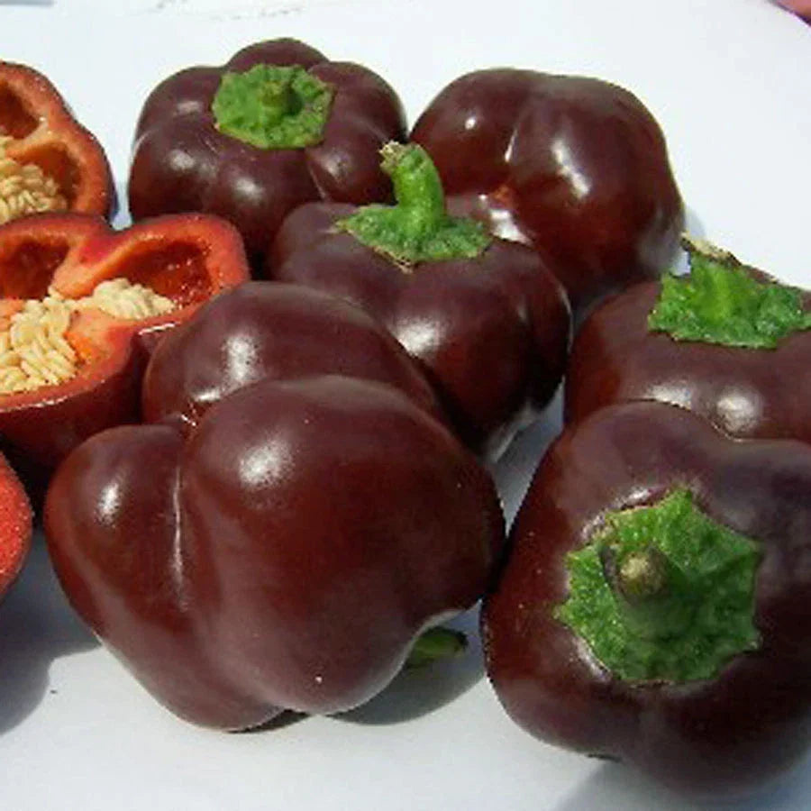 Chocolate Beauty Sweet Pepper Seeds - 100 Count Bulk Packet - Capsicum annuum - Sweet Chocolate Peppers for Home Gardening