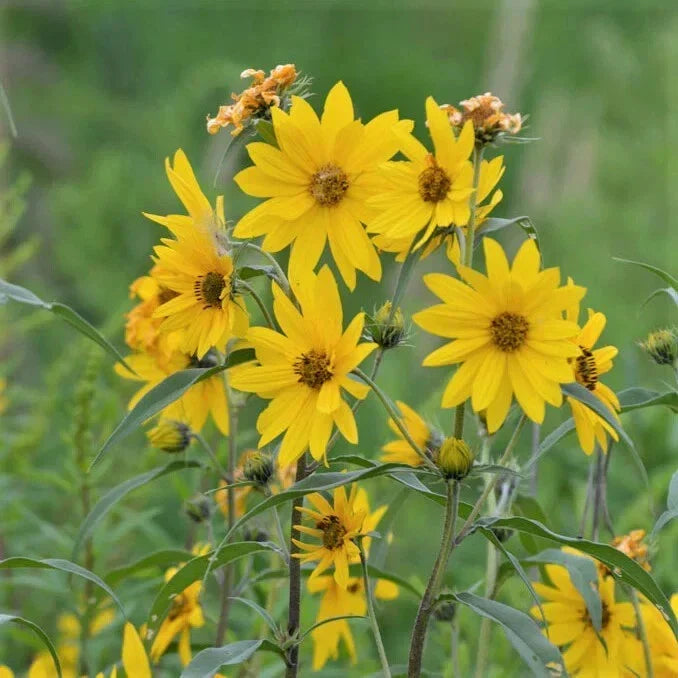 Maximilian Sunflower Seeds 500 Count Non-GMO, Helianthus maximiliani - Vibrant Perennial for Pollinator Gardens