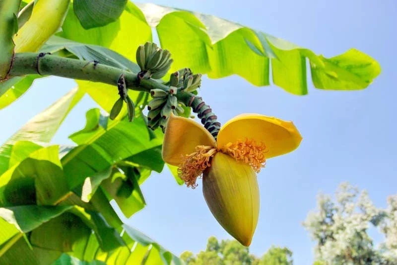 Basjoo Banana Plant – Live Rooted Cold Hardy Banana (Musa basjoo) – Ships Rooted (No Pot)
