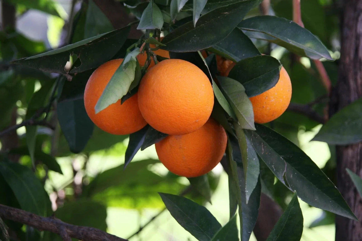 Hardy Orange Bonsai Tree Seeds - 10 Pack - Cold Tolerant Citrus - Citrus Trifoliata - High Germination Rate