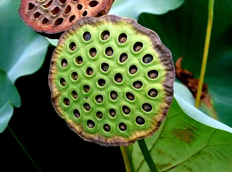 Sacred Lotus Flower Seeds - Organic Nelumbo nucifera - Edible Aquatic Water Lily for Gardens & Ponds - High-Quality Plant Seeds