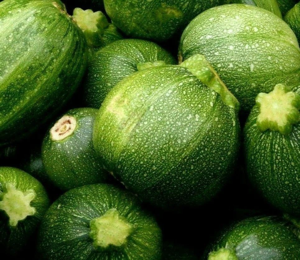 Round Zucchini Seeds 15+ Pack | Culinary Squash | Cucurbita pepo | Unique Green Variety for Vegetable Garden