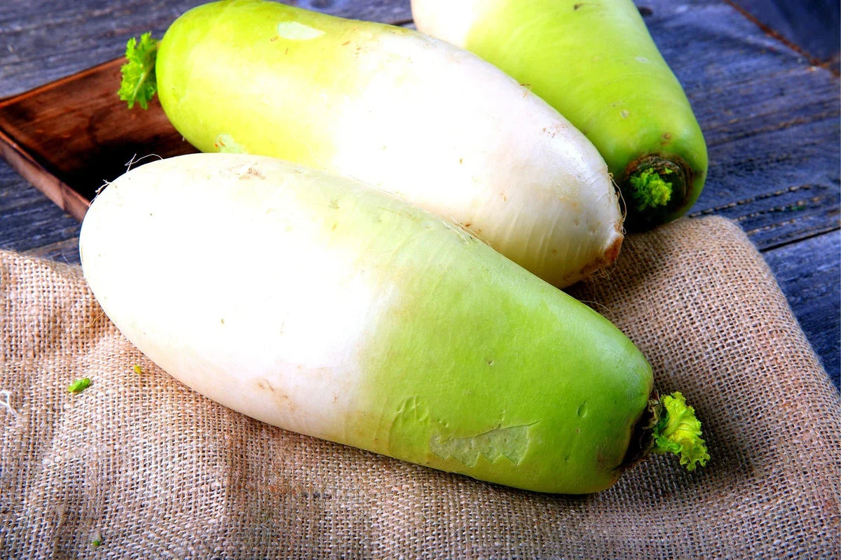 Korean Radish Seeds - 100+ Seeds - Rare Garden Vegetable - Raphanus sativus var. longipinnatus - Ideal for Salads & Pickling