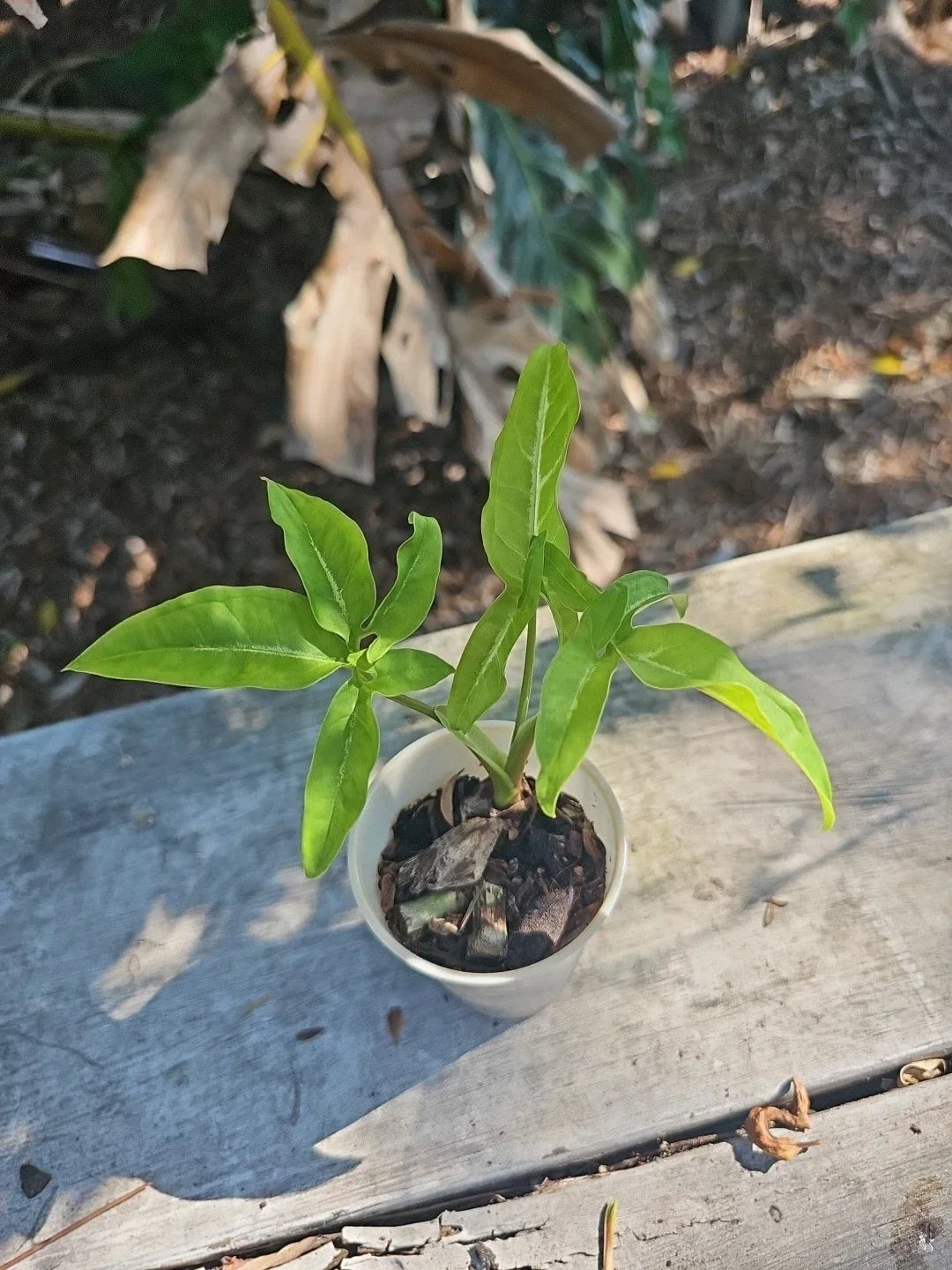 Syngonium Angustatum Live Plant 2.5" Five Finger Little Star Variegated Houseplant - Indoor Air Purifying Plant