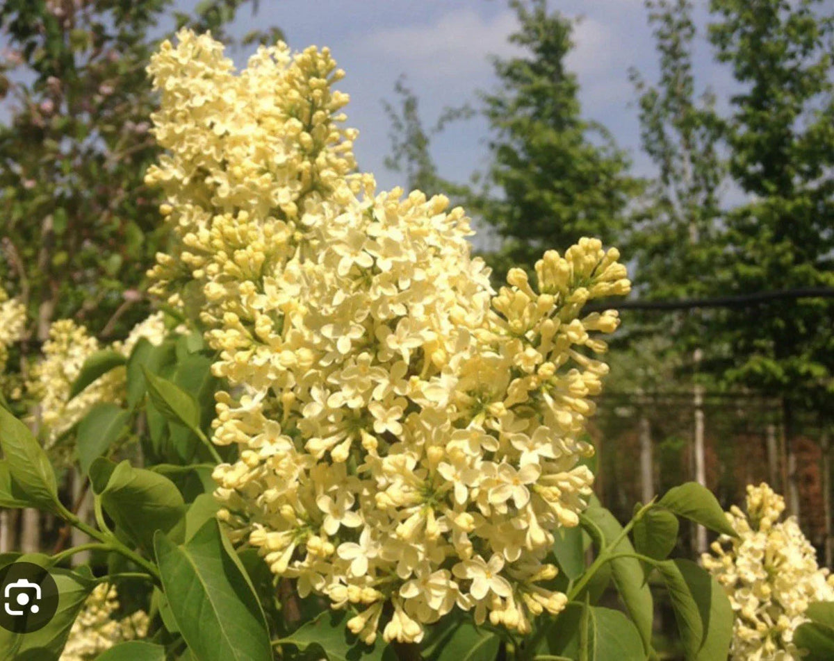 Primrose Lilac Starter Plant 4-8” Fragrant Flowering Shrub Syringa Vulgaris | Purple Blooms for Garden and Landscape