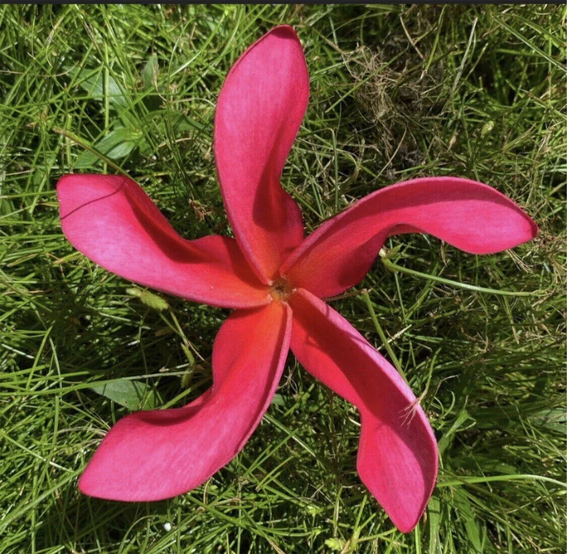 Rooted Plumeria Cutting - 20" Cosmos Variety - Frangipani (Plumeria spp.) - Tropical Plant for Indoor/Outdoor Garden