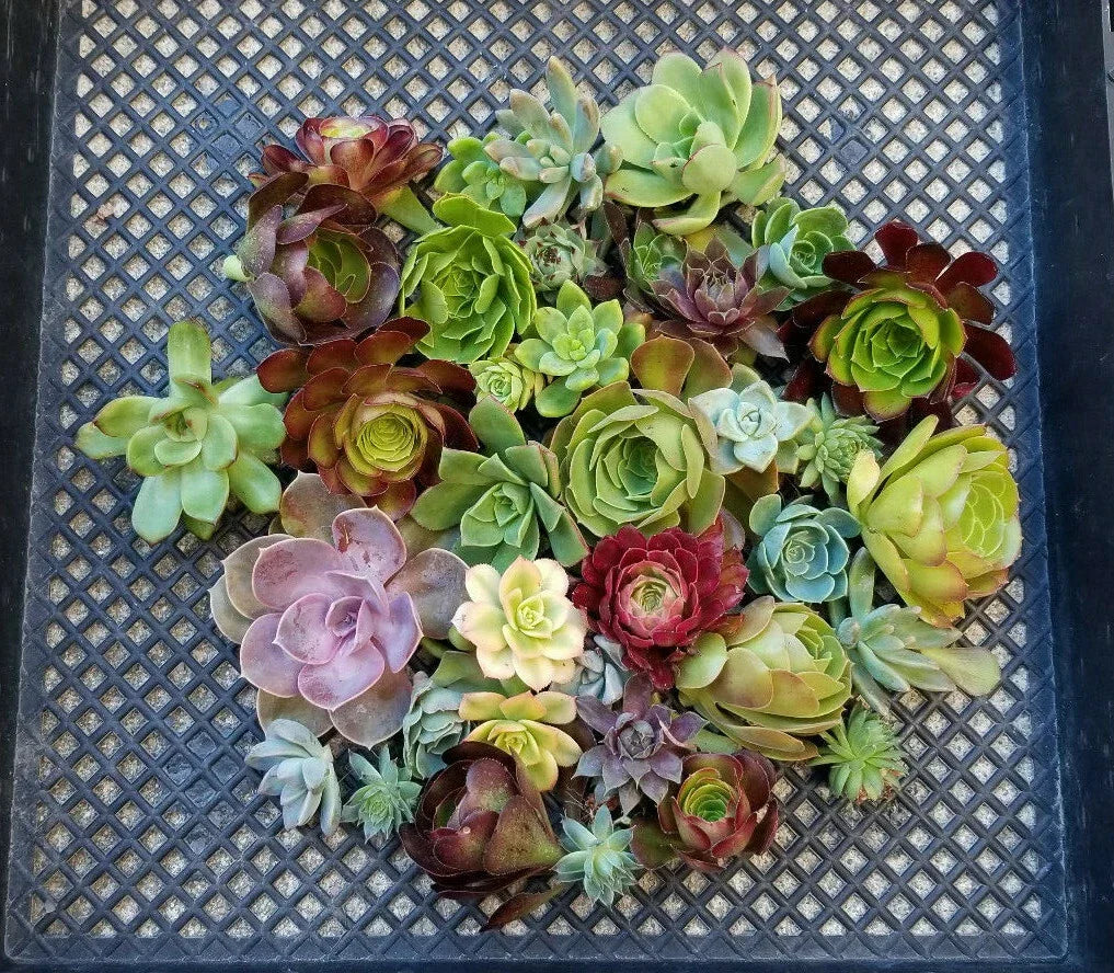 Succulent Cuttings Lot of 10 Echeveria, Aeonium, Sempervivum - Assorted Rosettes for DIY Gardening and Arrangements