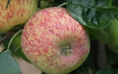 Duchess of Oldenburg Apple Seeds - 25 Pack - Heirloom Variety - Malus domestica - USA - Ideal for Home Gardens