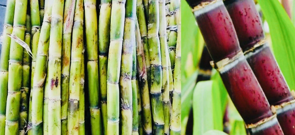 Fresh Cut Sugar Cane Sticks - 4 Pack, Green & Purple, Non-GMO - Saccharum officinarum, Ideal for Planting or Snacking