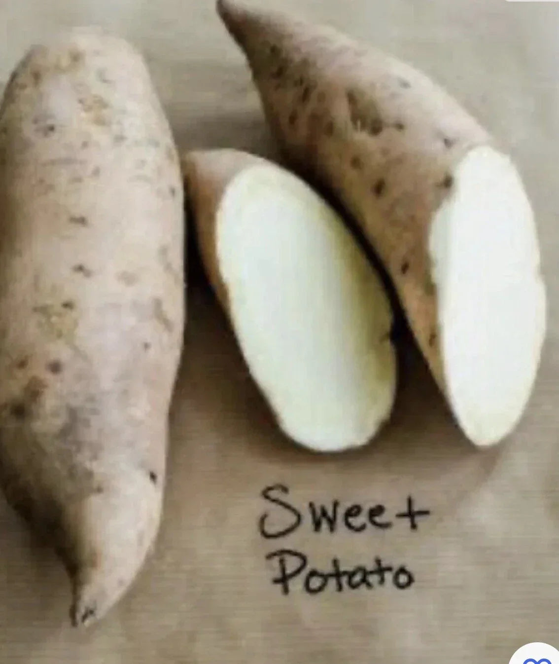 Sweet Potato Plants - 5 Rooted Cuttings in Pot - Ipomoea batatas - Non-GMO Sweet Potato Slips for Home Gardens