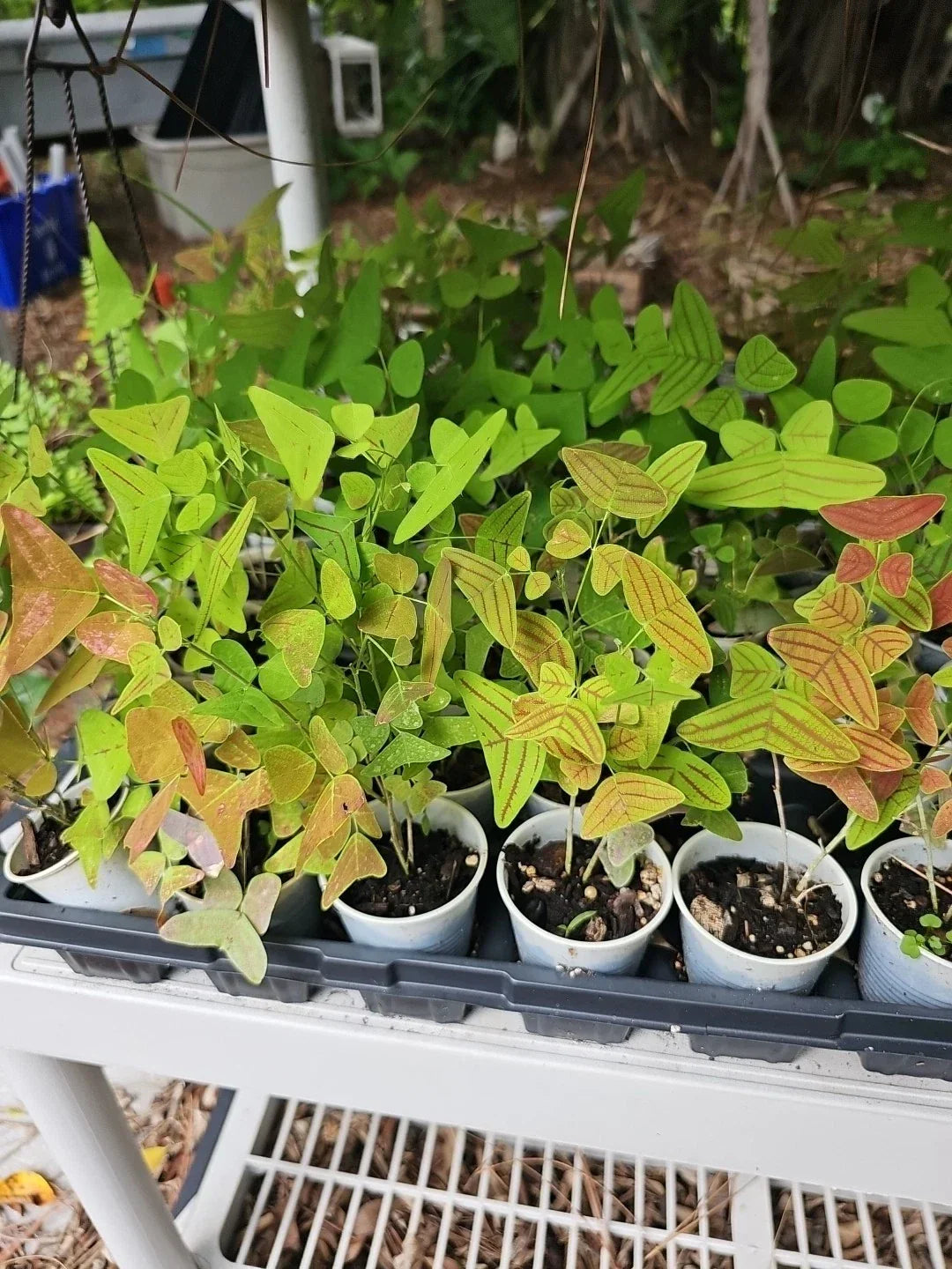 Live Starter Plant 2.5" Pot - Christia Obcordata Butterfly Wings - Unique Green Leaves - Ideal for Indoor/Outdoor Gardens