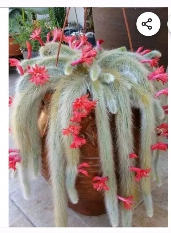 Monkey Tail Cactus Cutting 8" - Rhipsalis baccifera - Unique Succulent Plant for Indoor Garden, Easy Care, Drought-Resistant
