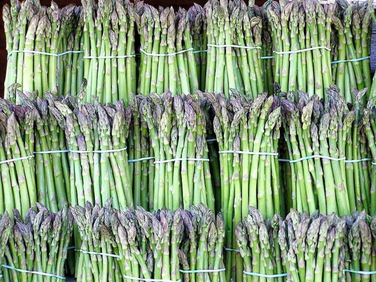 Organic Asparagus Seeds - 50+ Heirloom UC72 - Non-GMO - Asparagus officinalis - Mary's Granddaughter Variety