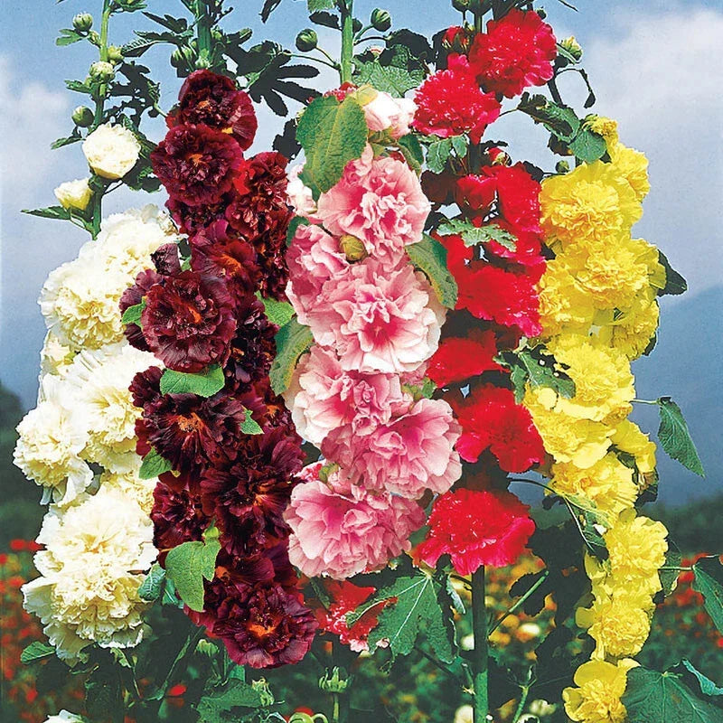 Hollyhock Seeds 35 Count Chater's Double Mix Alcea rosea - Colorful Garden Blooms, Attract Pollinators, Easy to Grow