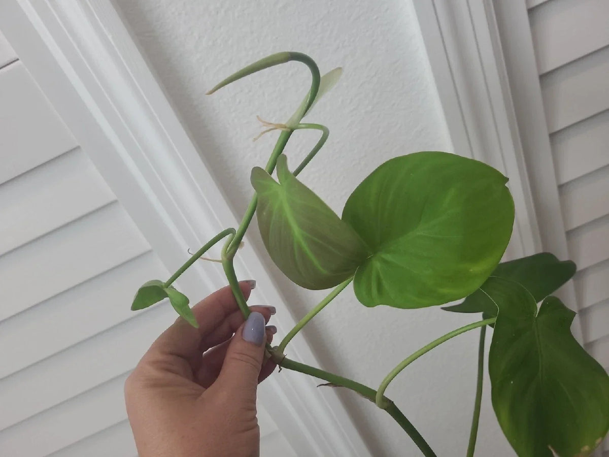 Philodendron Camposportoanum Cutting - 1 Node Unrooted - Rare Indoor Plant - Tropical Foliage - Easy Care Houseplant