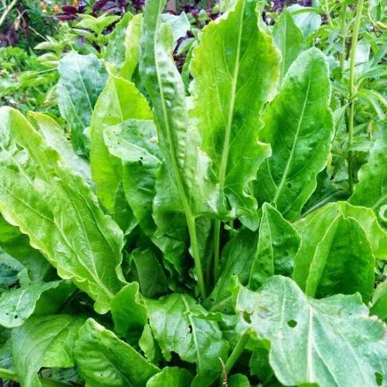 Large Leaf Sorrel Seeds - 100+ Heirloom Non-GMO Organic Seeds - Rumex acetosa - Culinary Herb for Garden