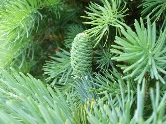 Fortune's Keteleeria Tree Seeds - 30 Seeds - Keteleeria fortunei - Rare Evergreen Tree for Planting - Ideal for Gardens