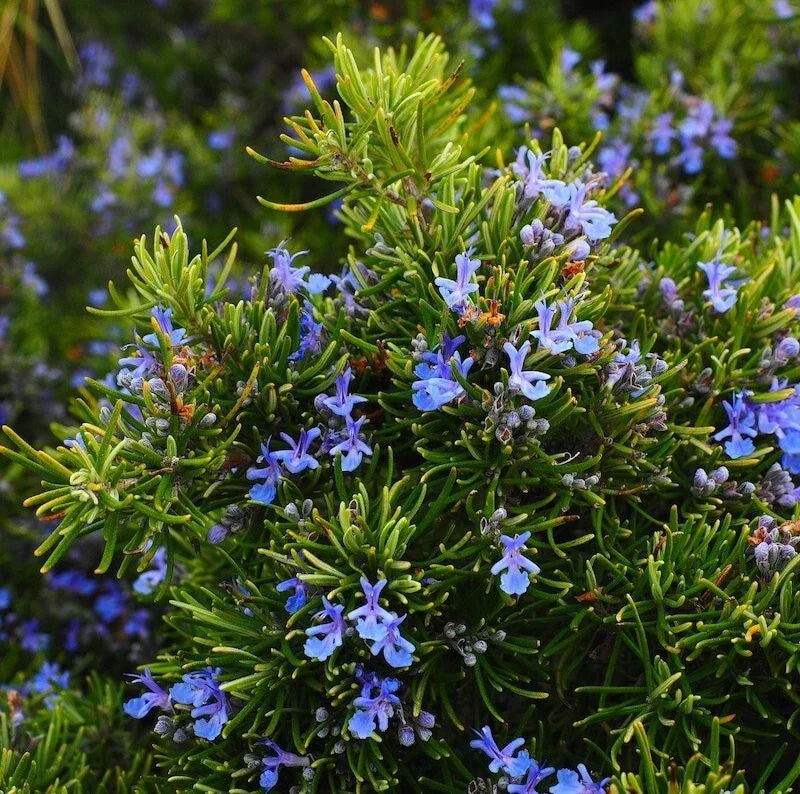 Rosemary Live Plant - Upright Variety, 1 Pot, Rosmarinus officinalis, Aromatic Culinary Herb