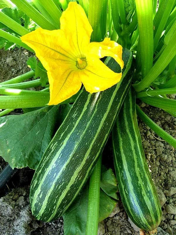 Cocozelle Zucchini Seeds 1/4 LB Non-GMO Summer Squash Cocozella di Napoli Cucurbita pepo