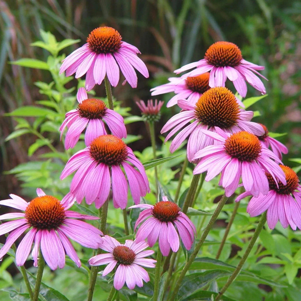 Purple Coneflower Seeds - Hedgehog Cone Variety - Echinacea purpurea - 2025 Planting - USA Garden Flower