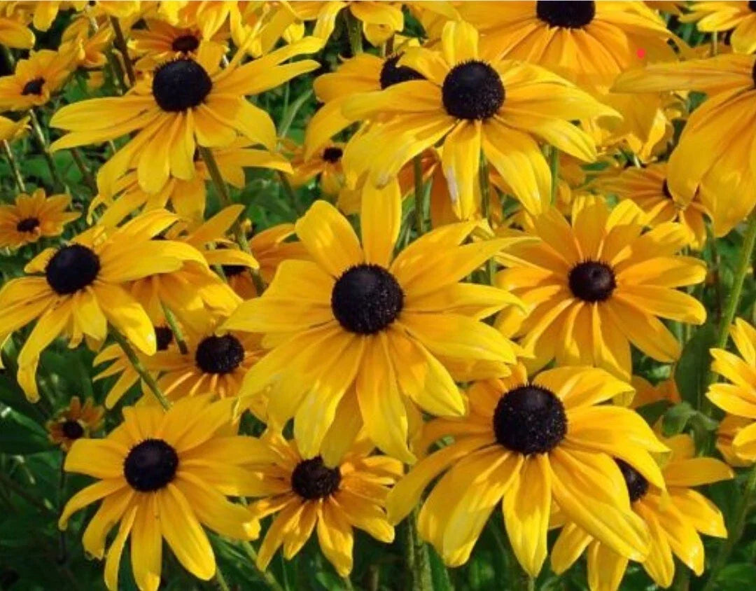Black Eyed Susan Flower Seeds - 100++ Heirloom Organic Rudbeckia hirta - Fresh Garden Seeds for Pollinator Gardens