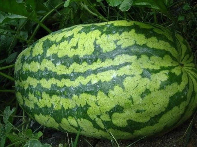 Carolina Cross Watermelon Seeds - 25 Non-GMO Heirloom Seeds - Citrullus lanatus - Sweet Juicy Melons for Home Gardening