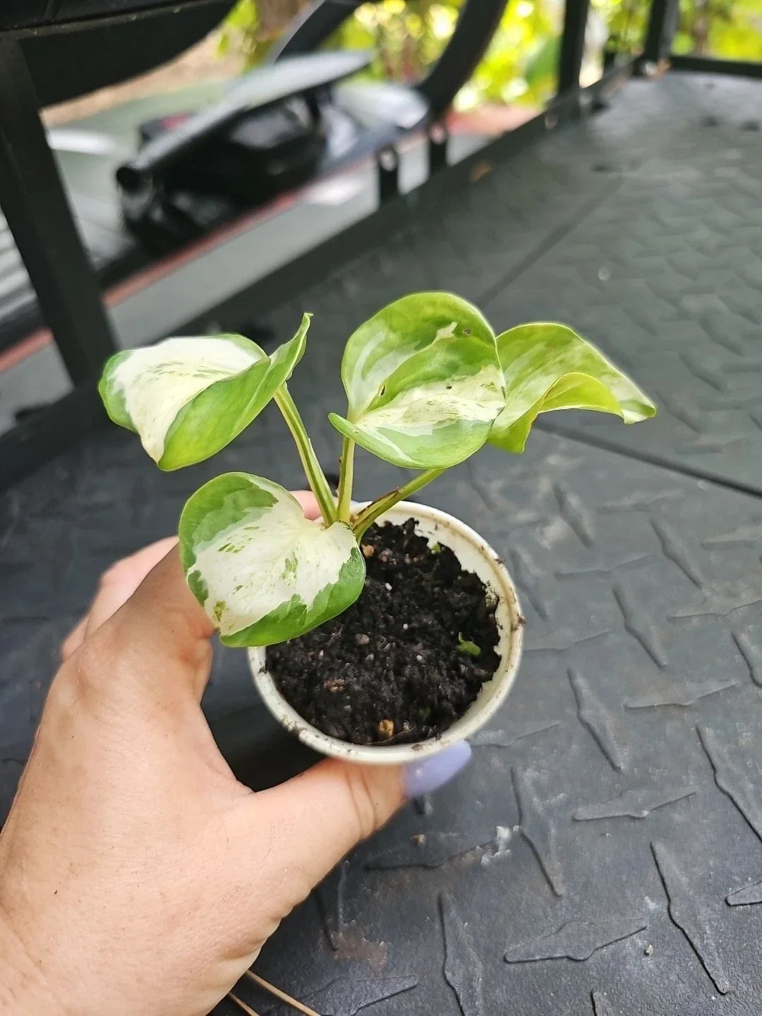 Manjula Pothos Plant 2.5" Pot Variegated Epipremnum aureum Fully Rooted Houseplant for Indoor Decor