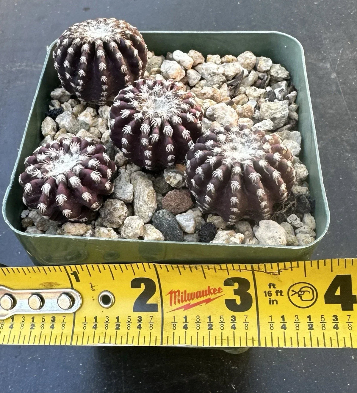 Rare Discocactus Horstii Cactus Plant - Healthy Seed-Grown Specimen - Discocactus horstii - Unique Cacti for Collectors