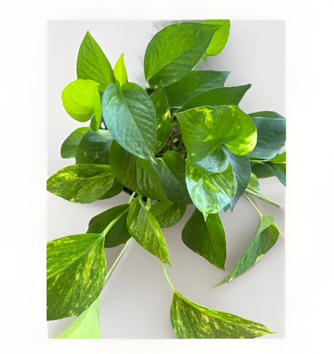 Golden Pothos Cuttings - 5 Rooted Cuttings, Easy Care Indoor/Outdoor Plant, Epipremnum aureum - Air-Purifying Greenery