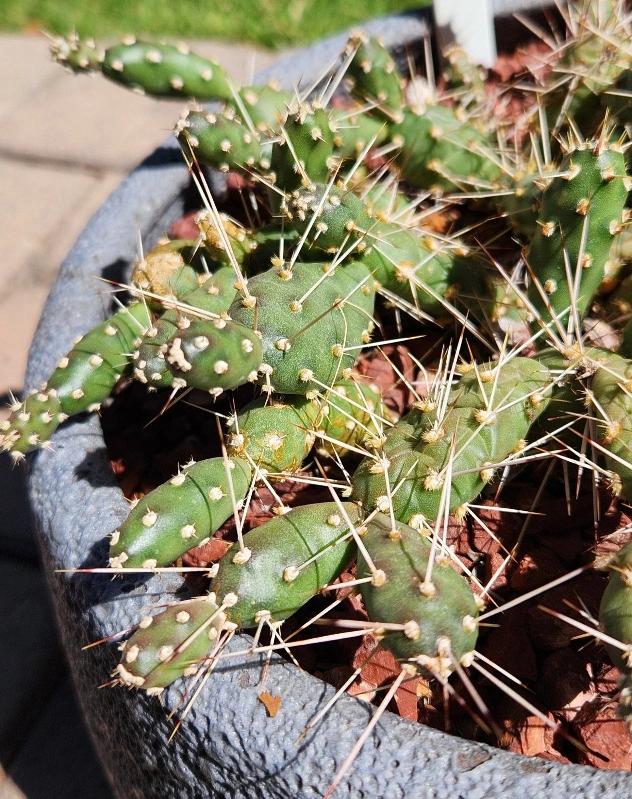 Brittle Prickly Pear Cactus Pad Cuttings (3) - Opuntia Fragilis - Flagstaff Arizona Variety - Easy Care Desert Plant
