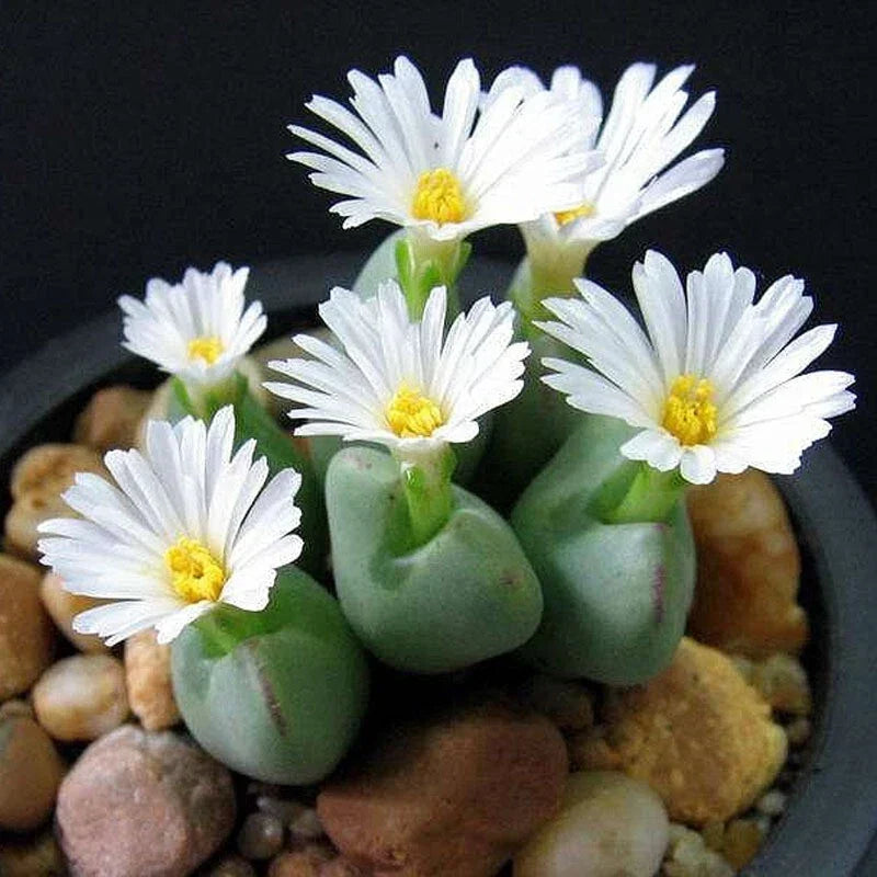 Lithops Seeds 100pcs - Mixed White Flower Succulent, Living Stones (Lithops spp.) - Easy to Grow Drought-Resistant Plants
