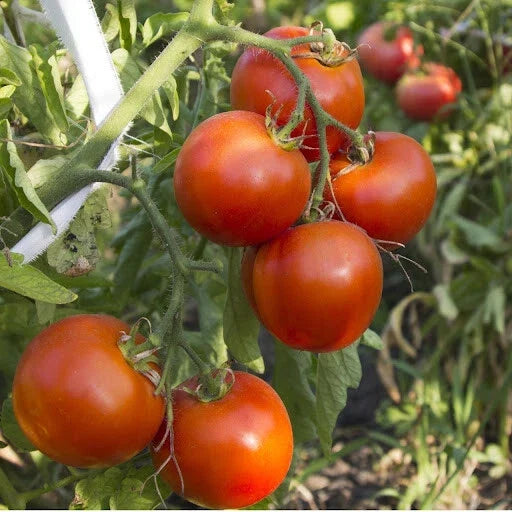 Arkansas Traveler Tomato Seeds - NON-GMO Heirloom, Heat Tolerant, Solanum lycopersicum, Ideal for Home Gardens