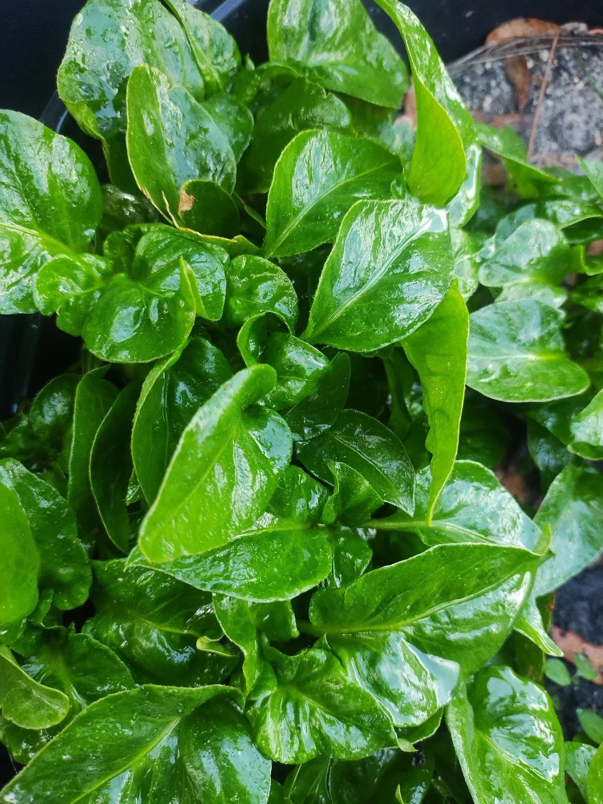 Brazilian Spinach Cuttings - 4 Pack - Samba Lettuce - Alternanthera sissoo - Nutritious and Easy to Grow for Home Gardens