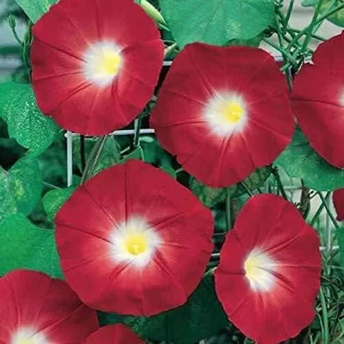 Red Morning Glory Seeds - 100 Count - Ipomoea coccinea - Vibrant Climbing Flowers for Gardens and Landscaping