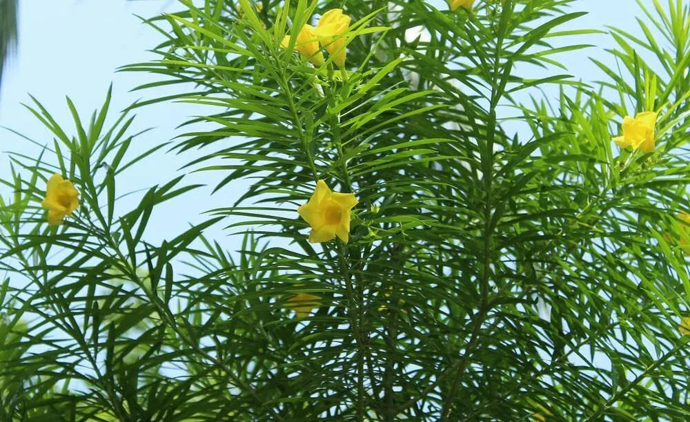 Lucky Nut Bush Seeds - 5 Pack - Yellow Flowers - Thevetia peruviana - Hardy Tropical Garden Plant