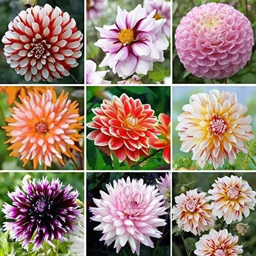 Dahlia Flower Seeds Big Pack 200+ Seeds Exotic Mix Colorful Varieties Dahlia pinnata USA Grown for Gardens and Cut Flowers