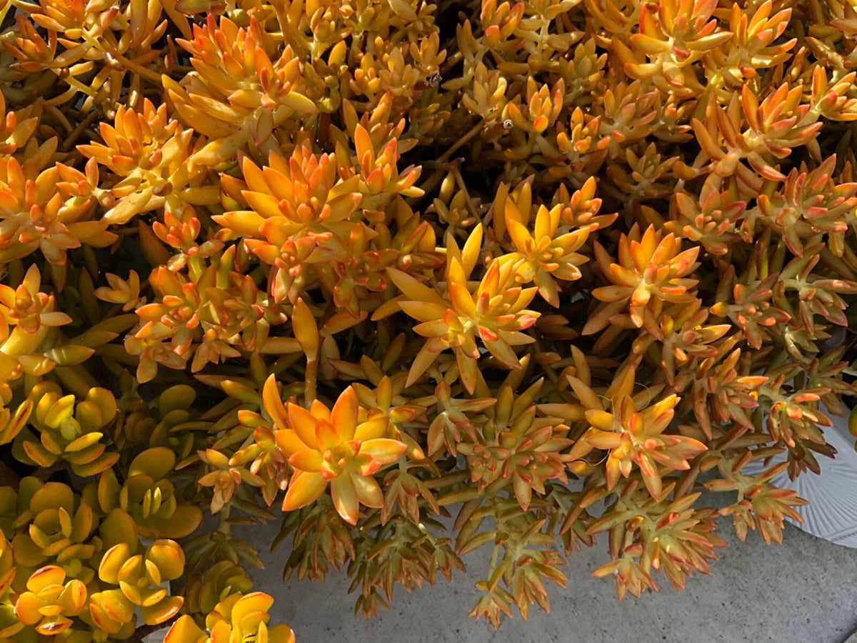 Sedum Cuttings 3-Pack, Firestorm Variety, Succulent Plant, Sedum 'Firestorm', 3-4 Inches Long, Drought-Tolerant Gardening